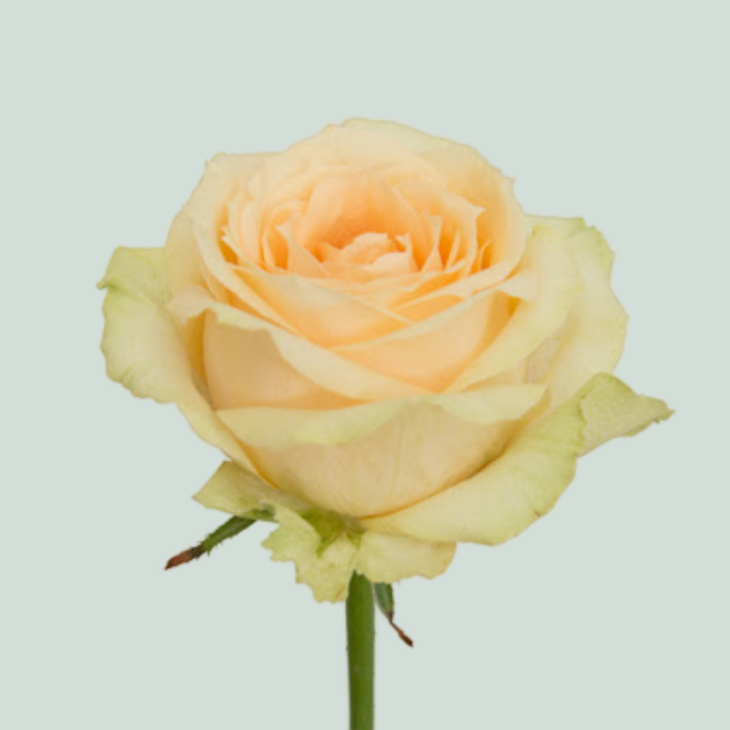 Rose - Rosa - Magic Avalanche+