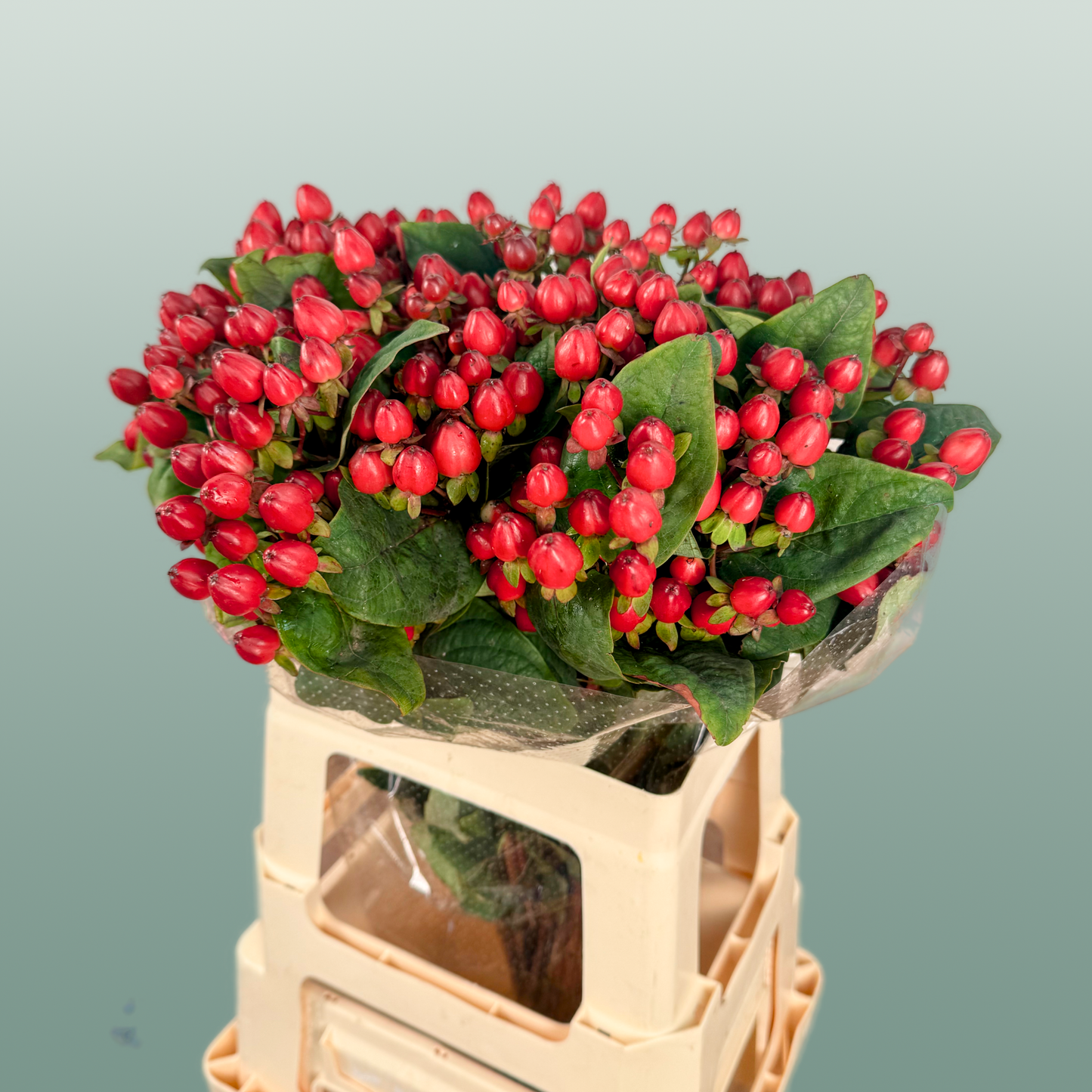 Hypericum Magical Triumph (25 Stems)