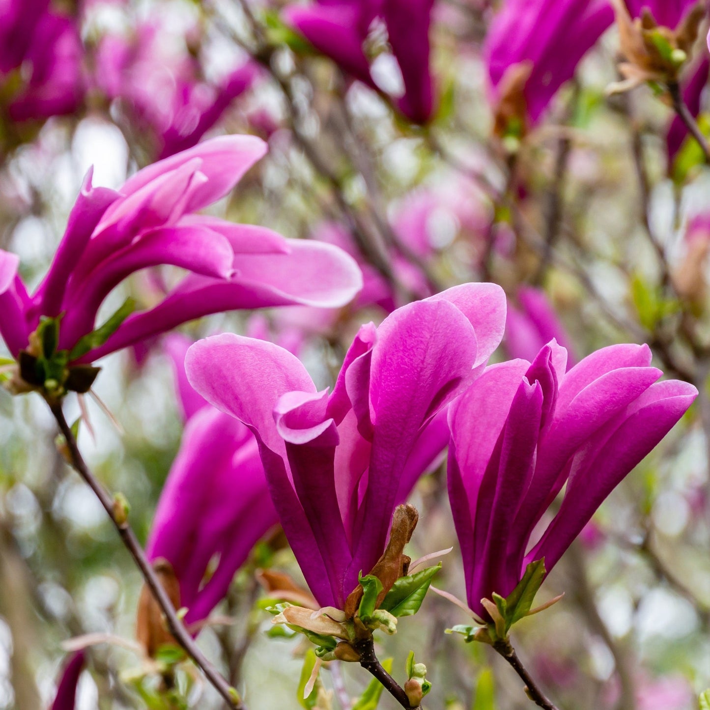 Magnolia 'Susan' 9cm - 3L
