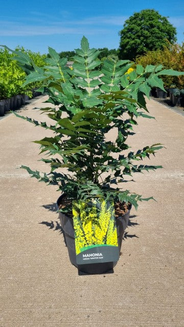 Mahonia 'Winter Sun' 11cm/10L