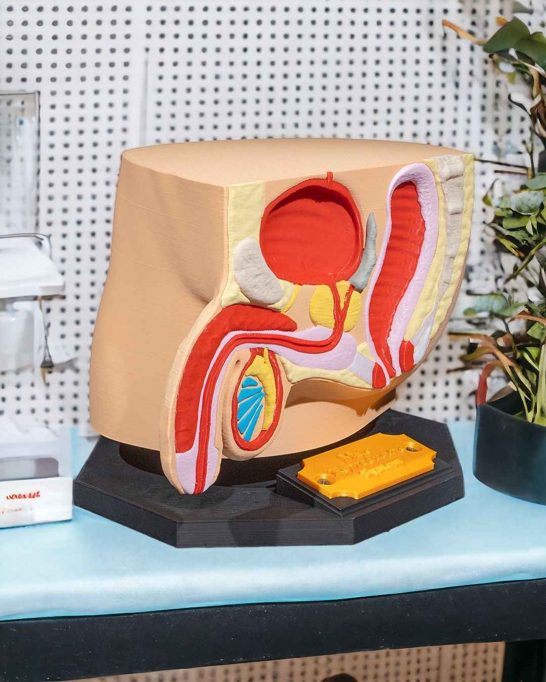 Male Reproduction educational model
