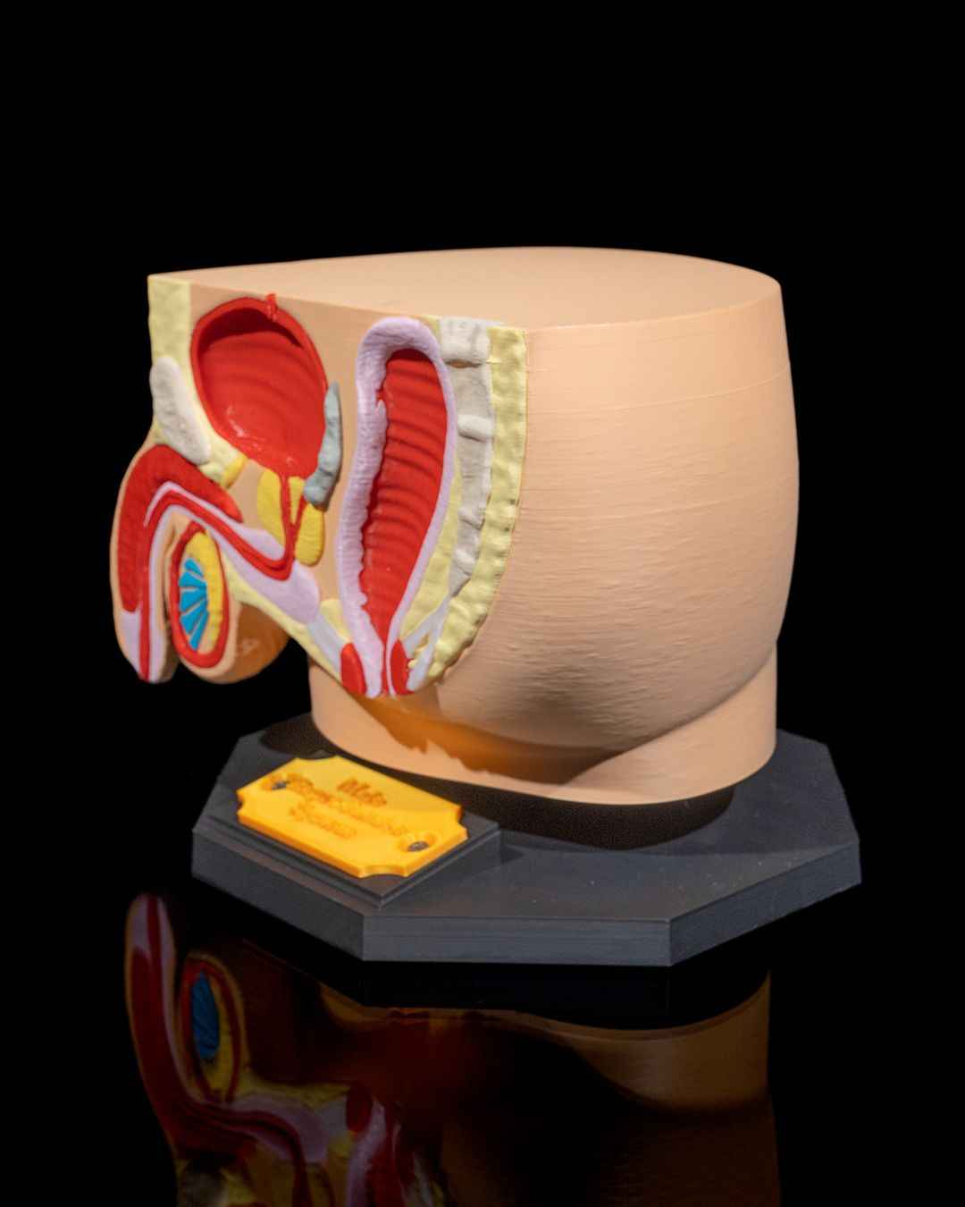 Male Reproduction educational model