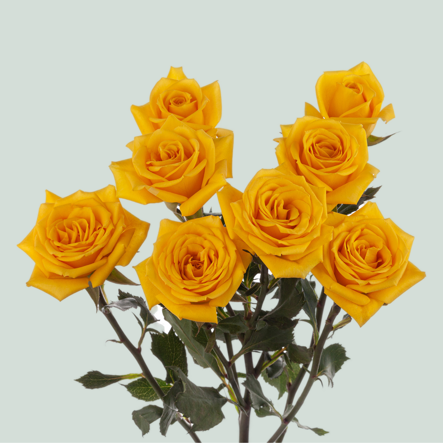 Spray Rose - Rosa - Mariah