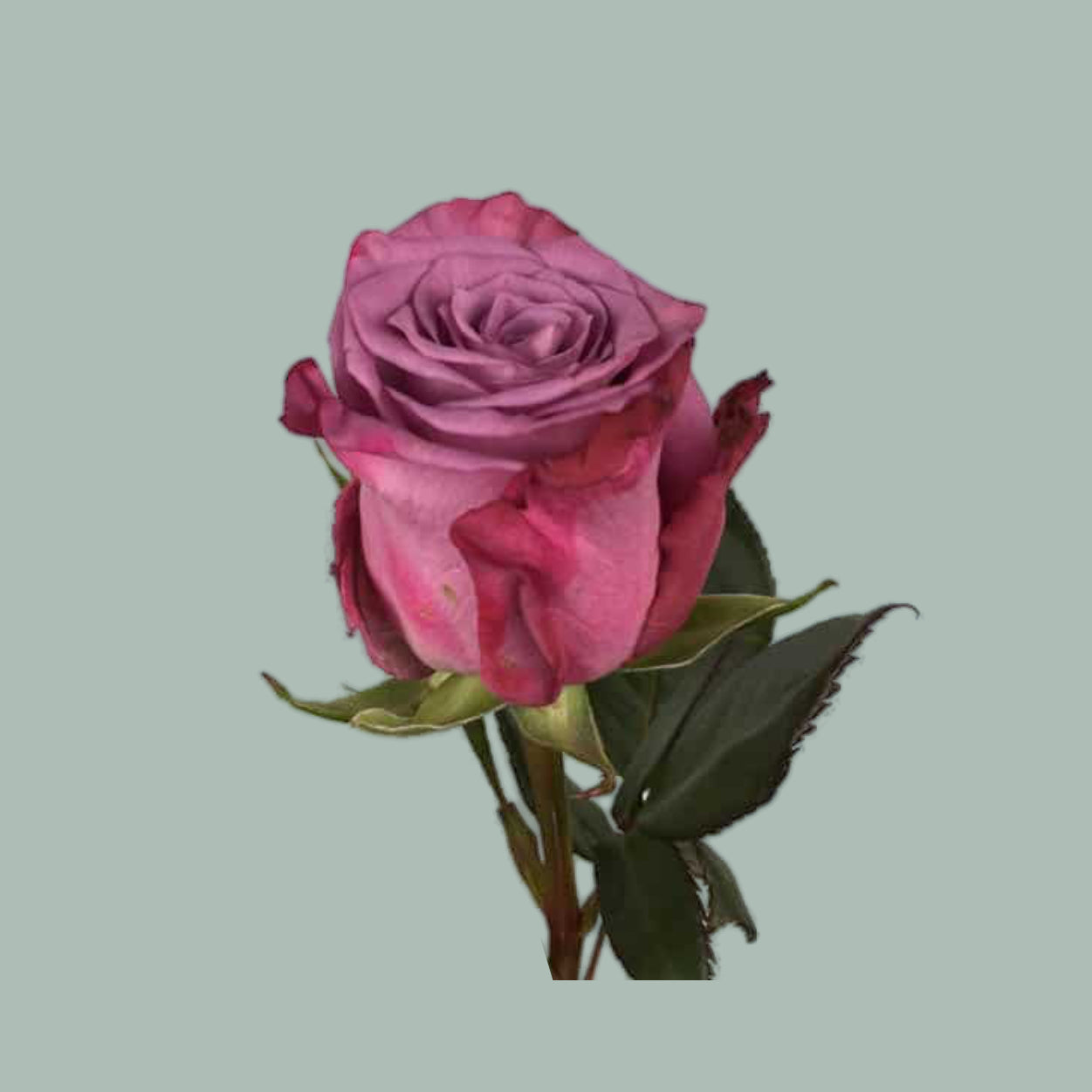 Rose Maritim