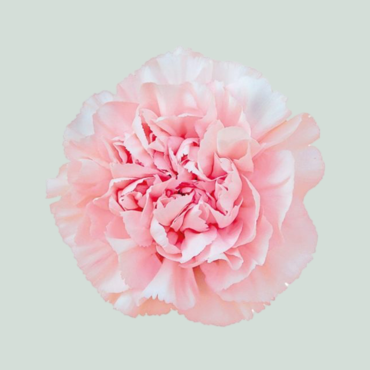 Carnation - Dianthus - Maruchi