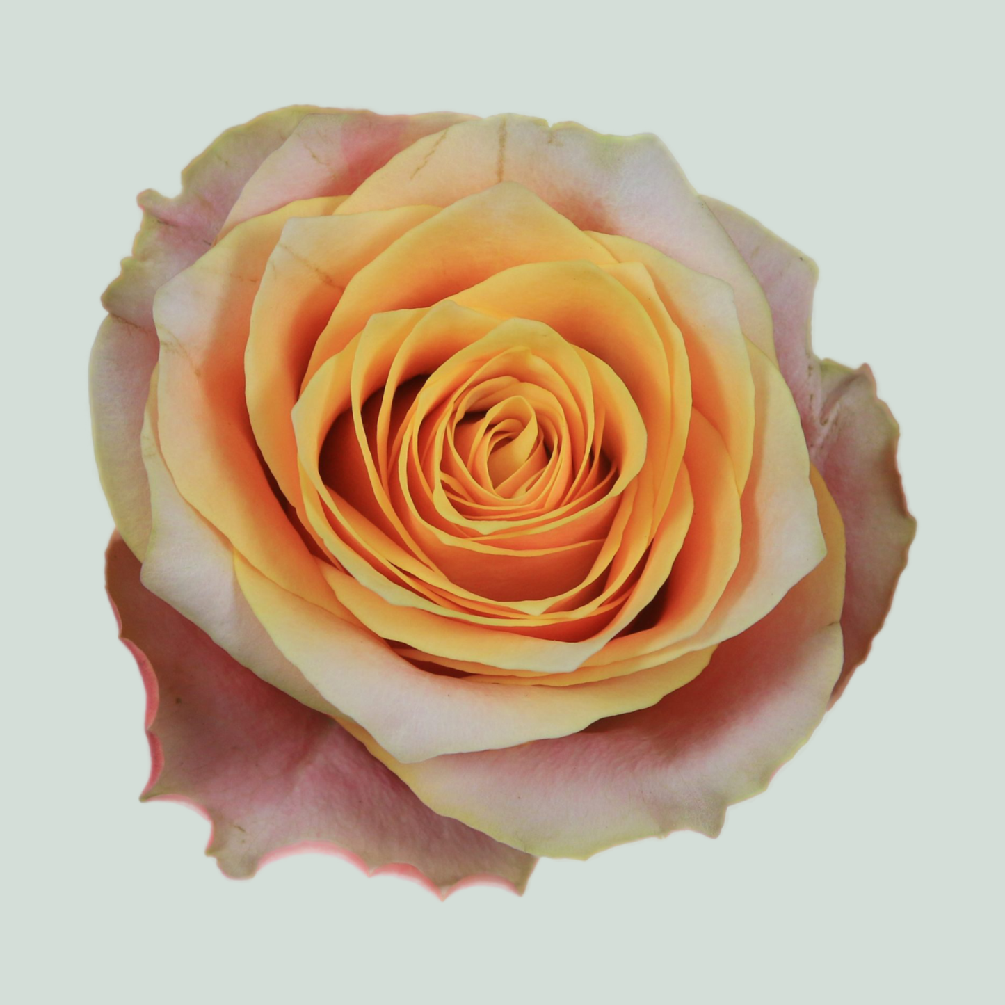 Rose - Rosa - Mélange