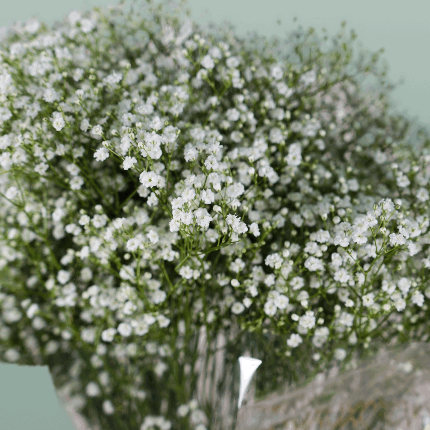 Gypsophila Zinzi Discovery