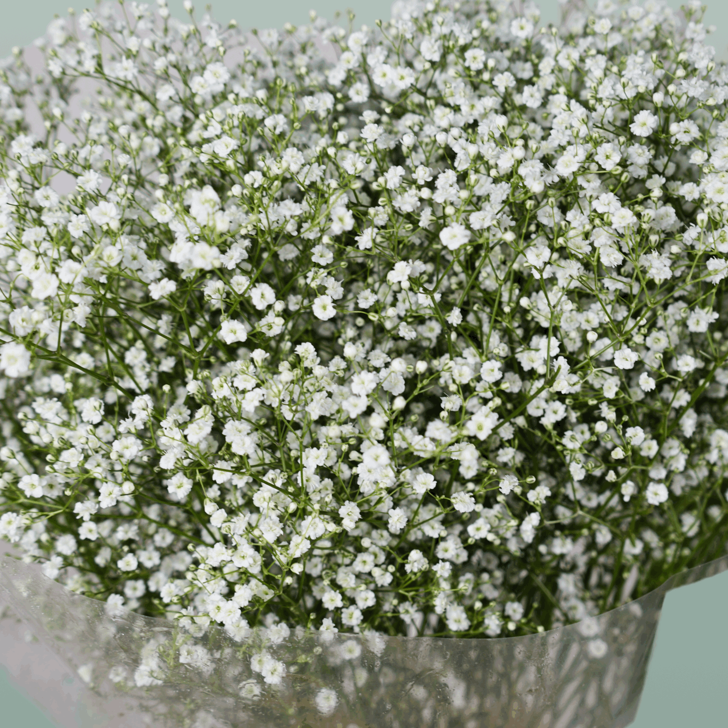 Gypsophila Zinzi Discovery
