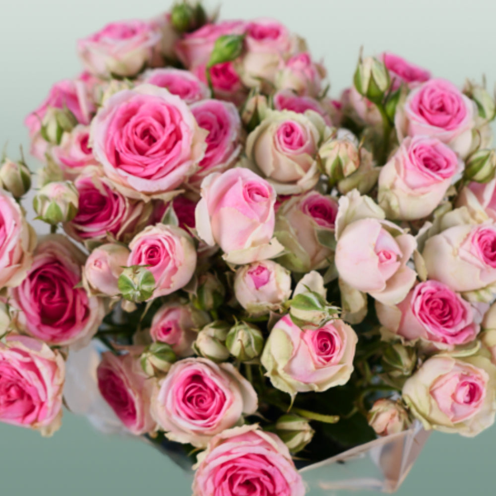 Spray Rose - Rosa - Mimi Eden