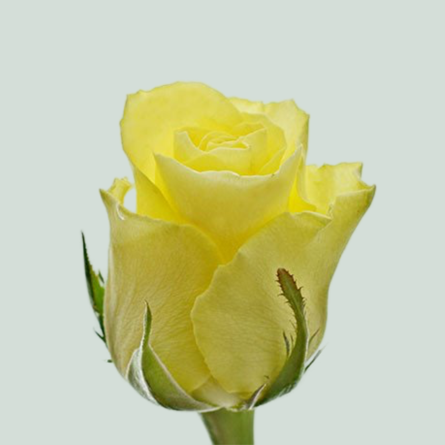 Rose - Rosa - Minion Rose