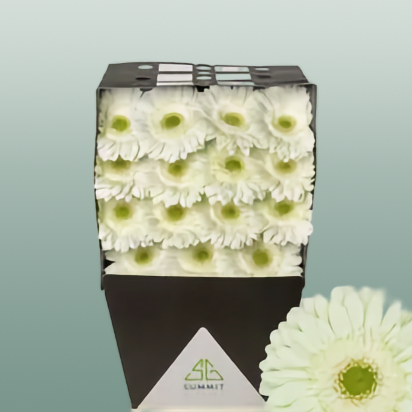 Gerbera Large Mint