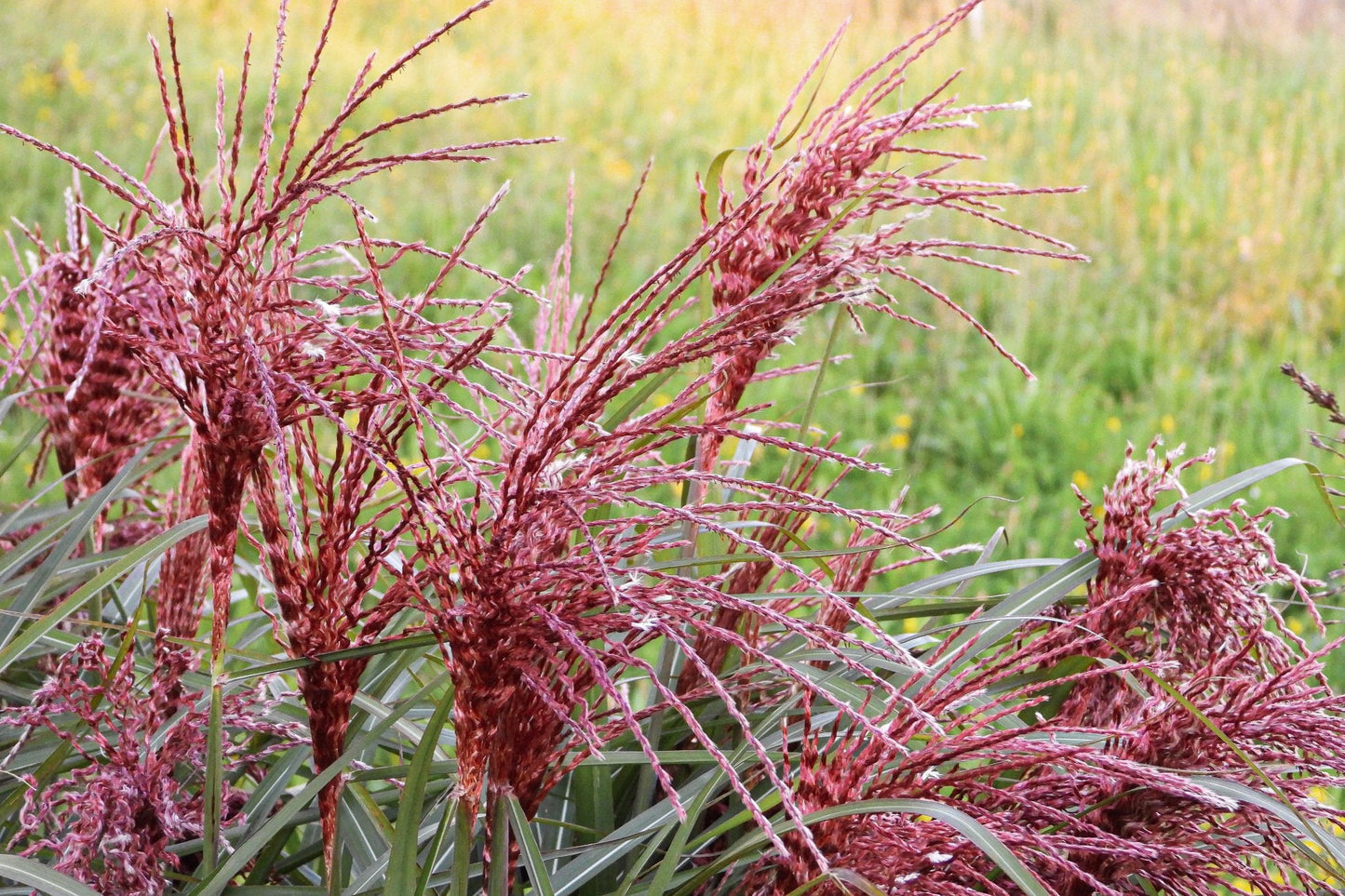 Miscanthus sinensis Boucle 9cm