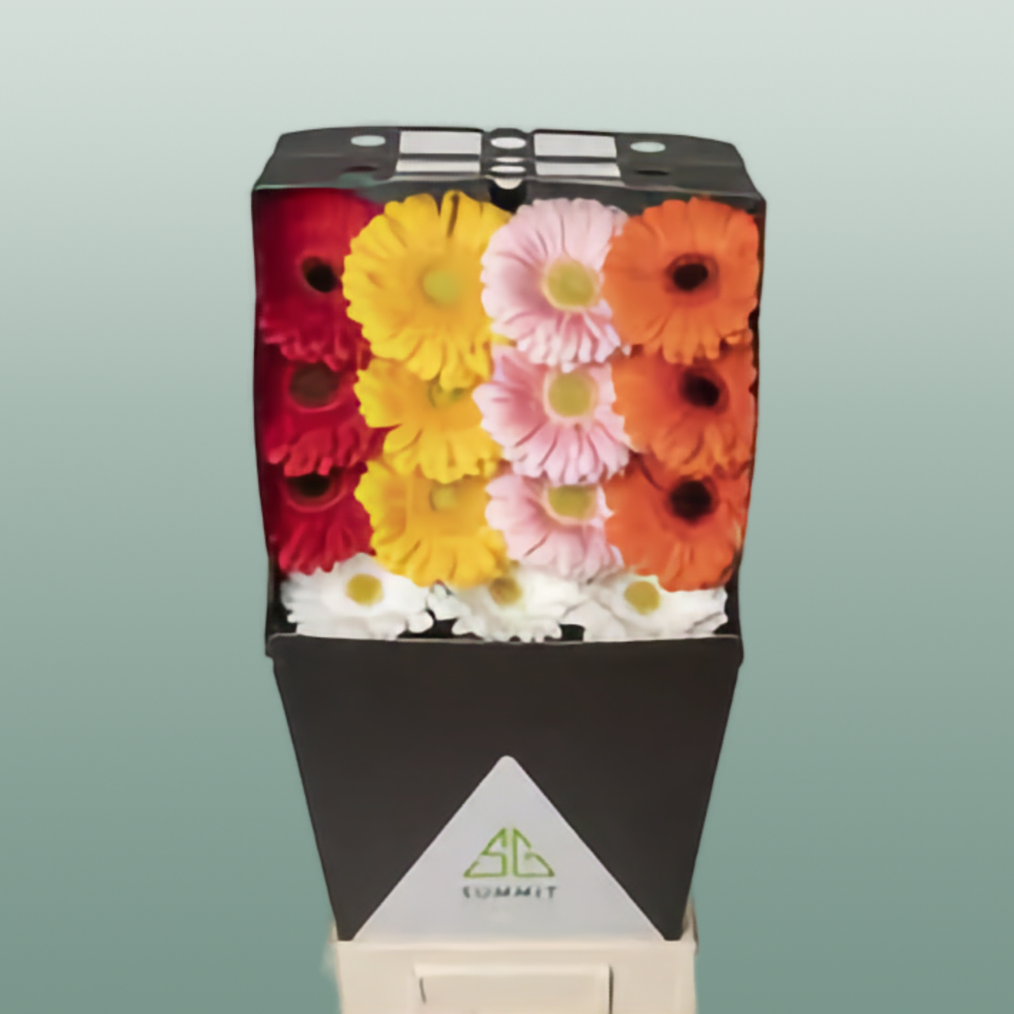 Gerbera Large France Mixed