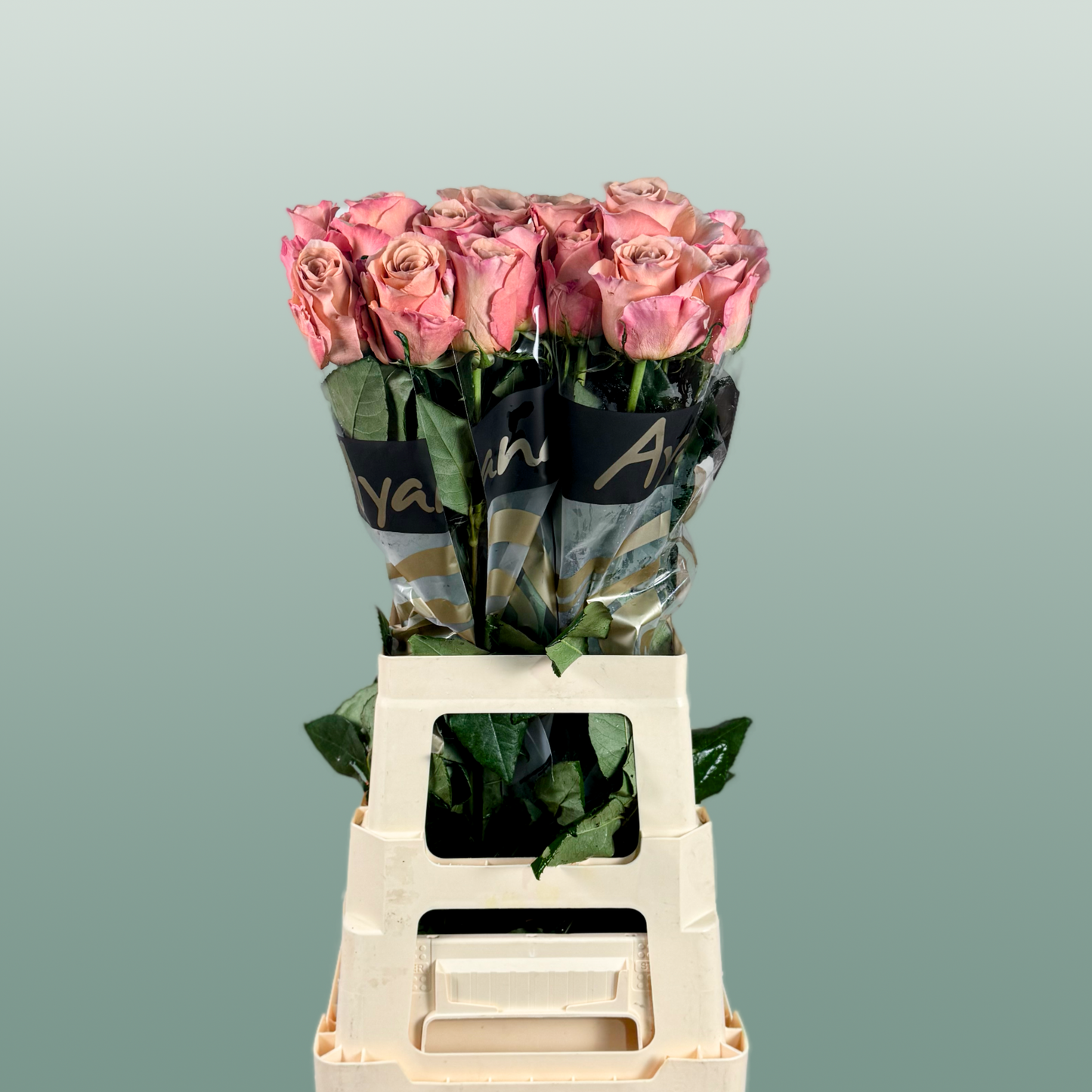 Rose - Rosa - Moccachino