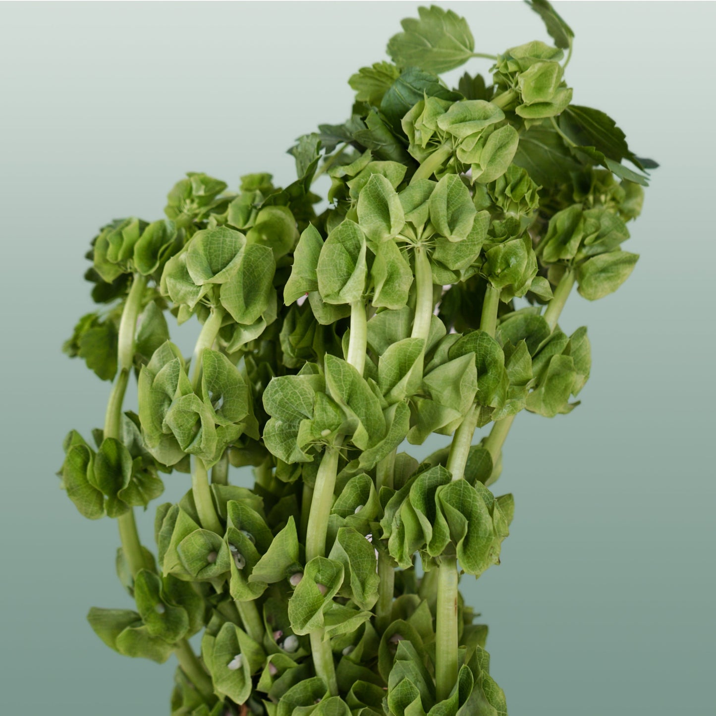 Moluccella - Moluccella - laevis