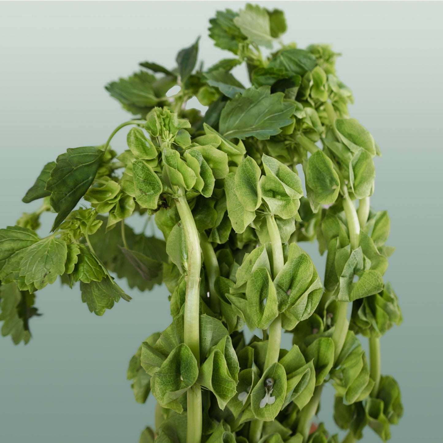 Moluccella - Moluccella - laevis