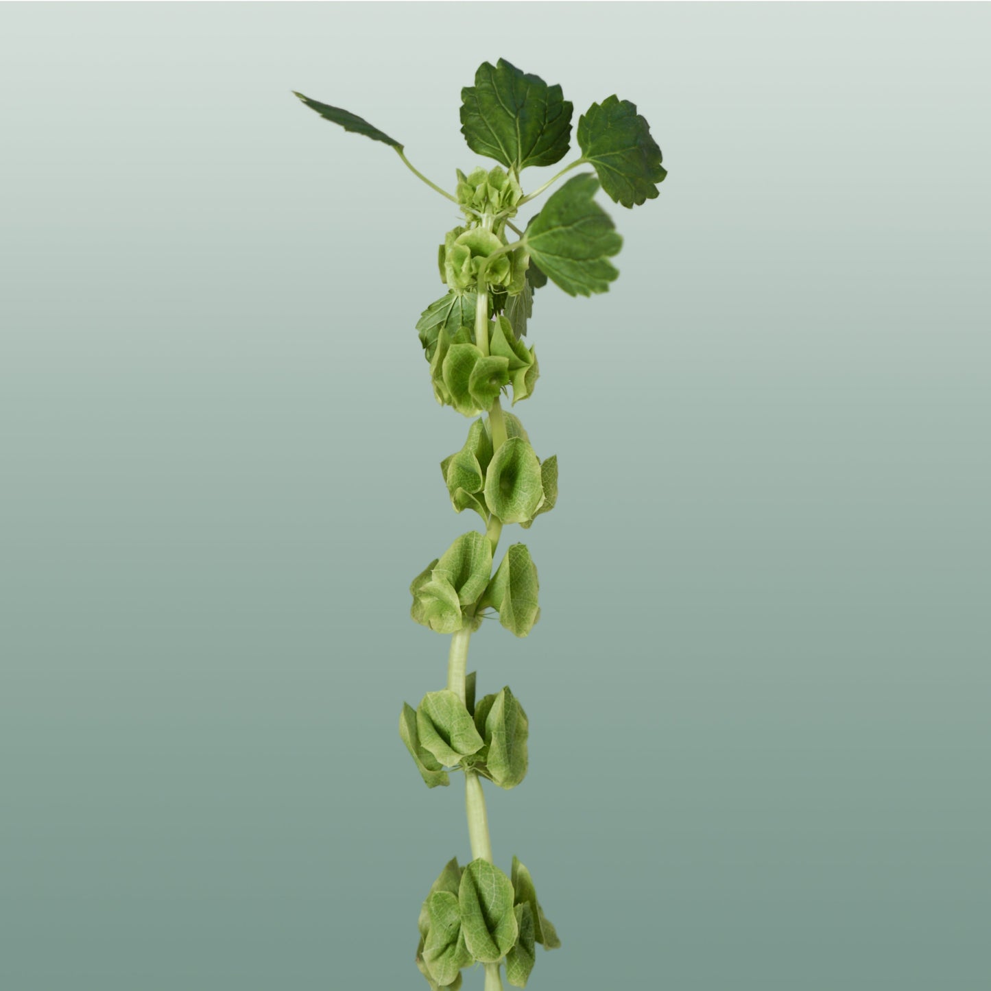 Moluccella - Moluccella - laevis