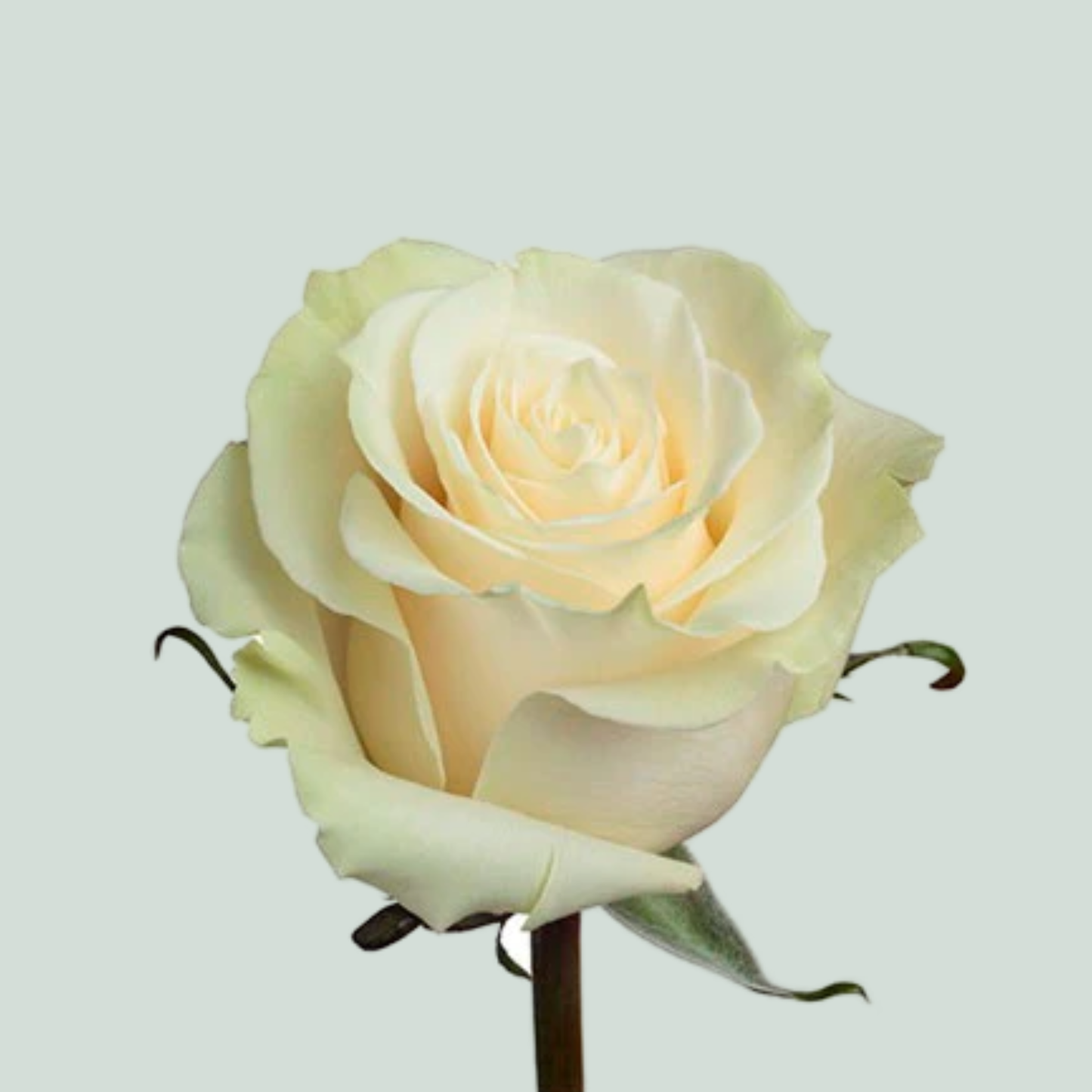 Rose Mondial