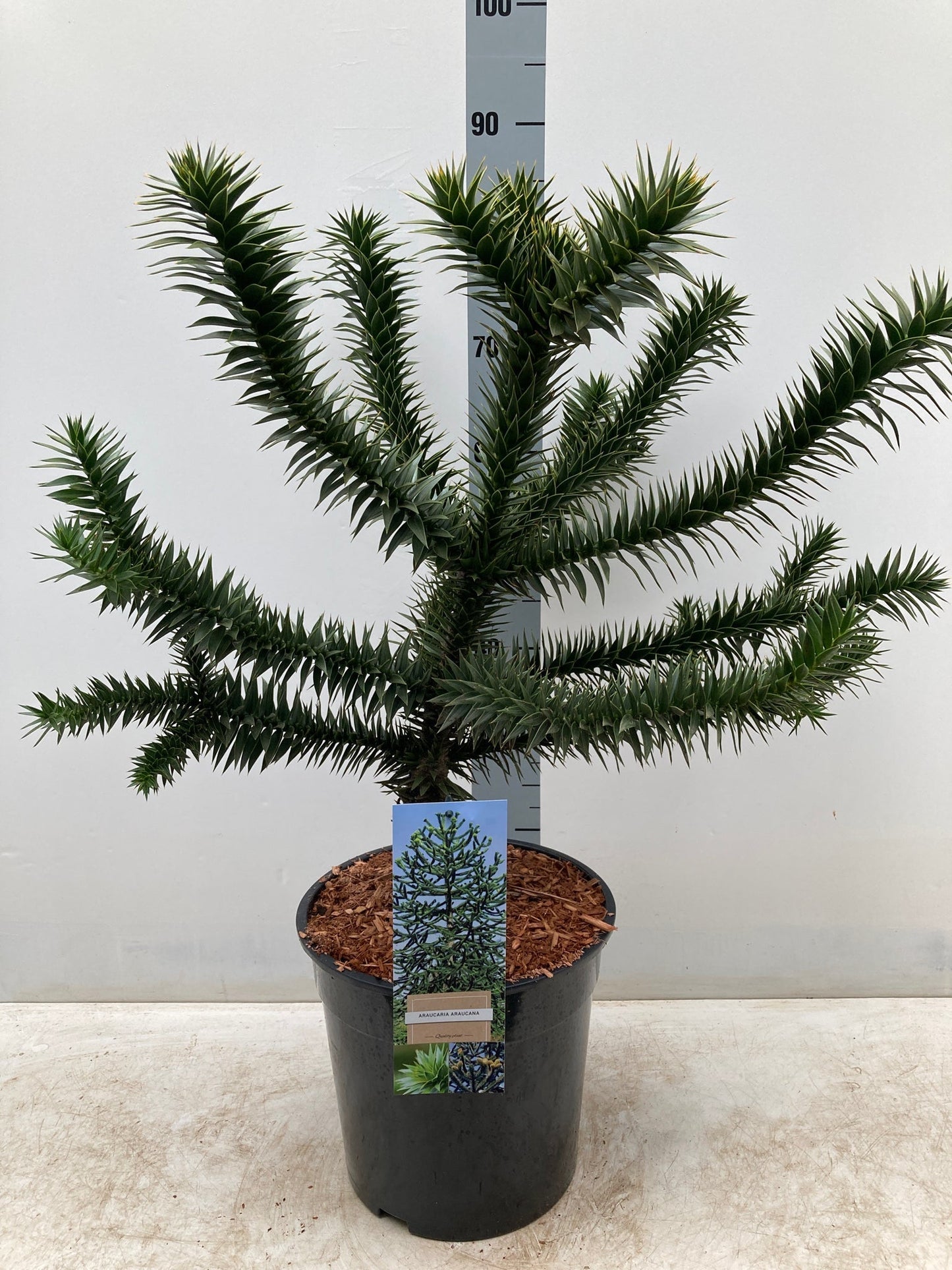 Araucaria Araucana | Monkey Puzzle Tree