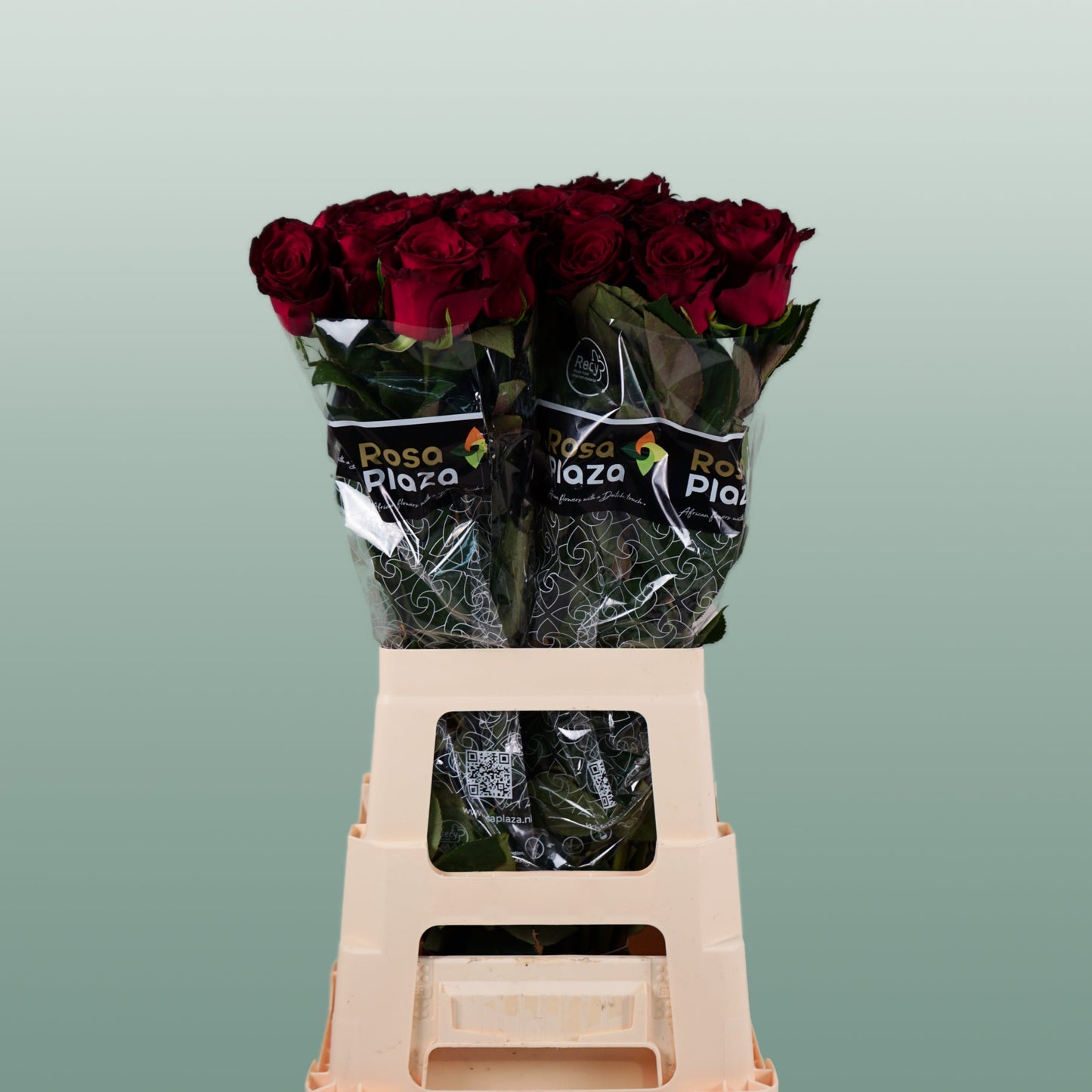 Rose - Rosa - Monte Carlo