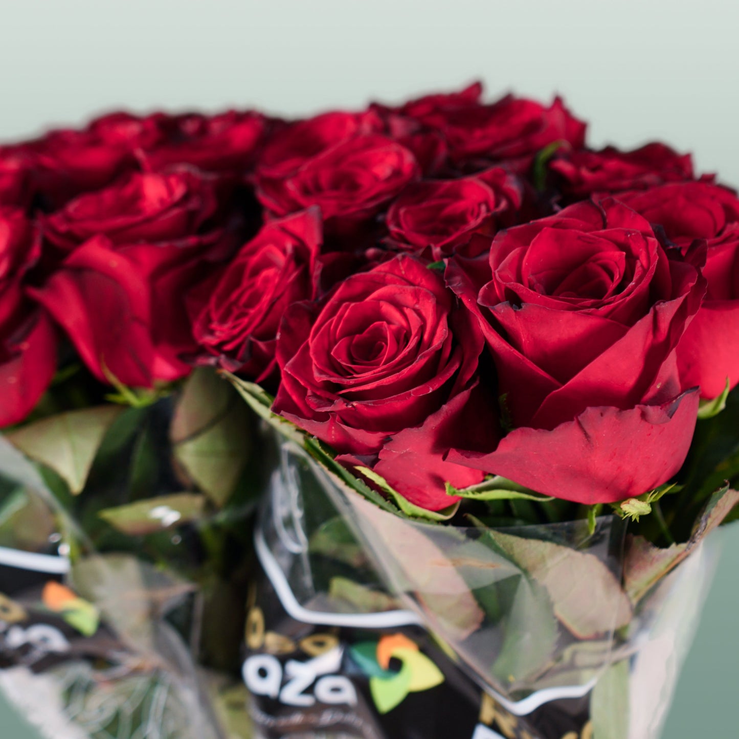 Rose - Rosa - Monte Carlo