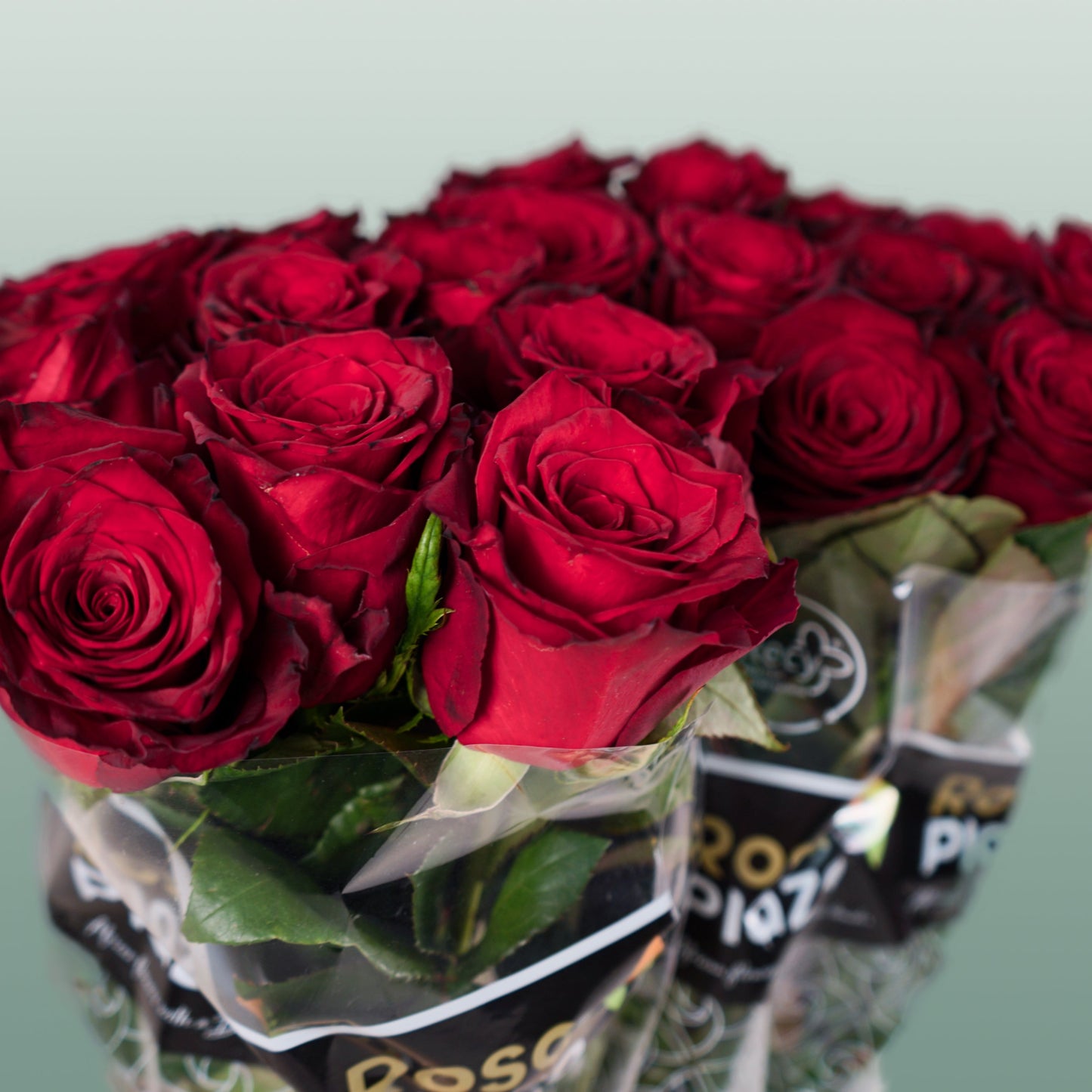 Rose - Rosa - Monte Carlo