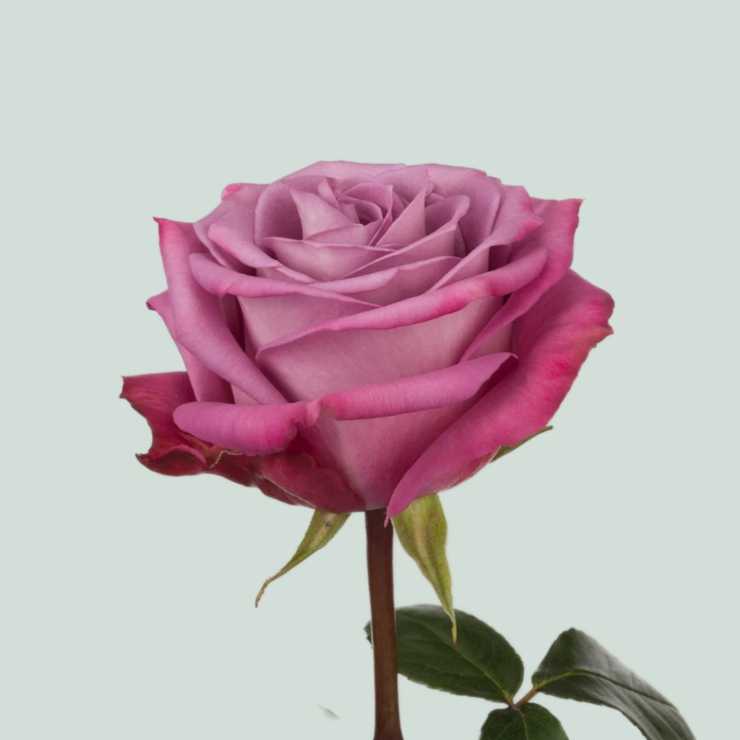 Rose Moody Blues