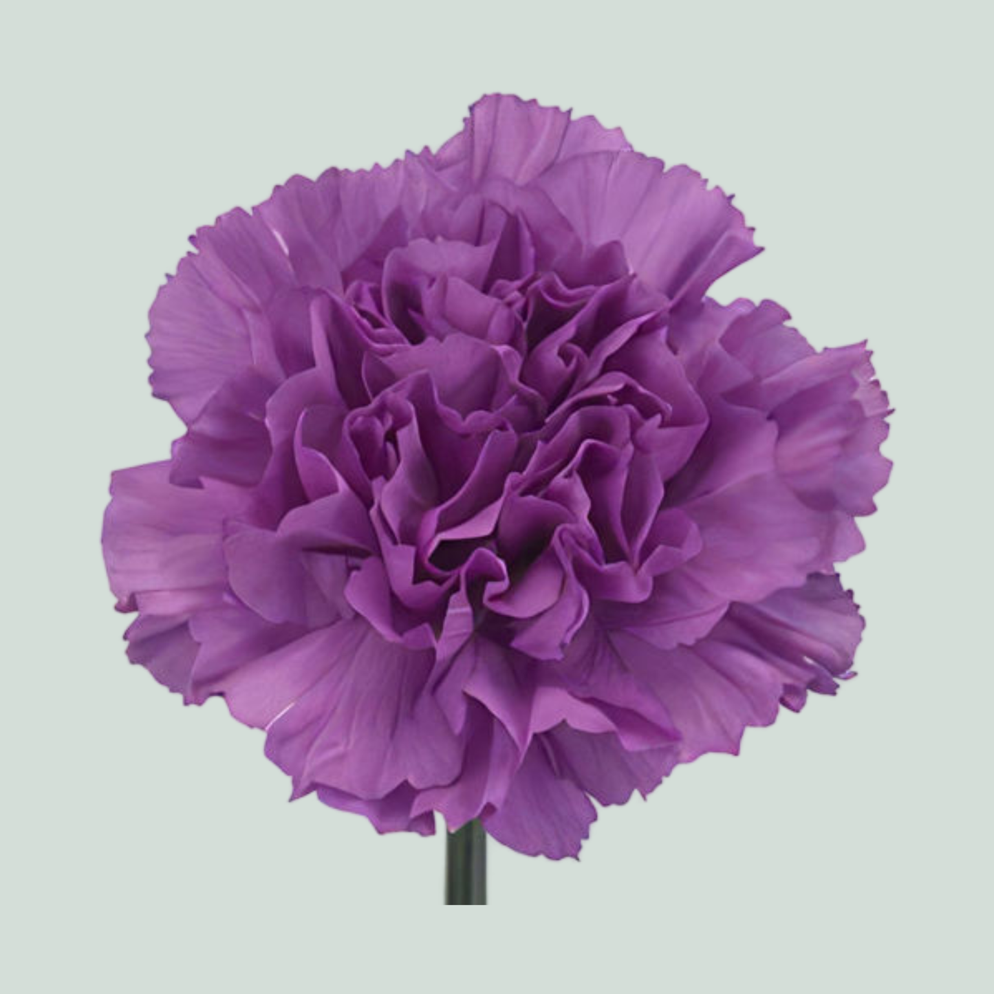 Standard Carnation - Dianthus - Florigene Moonlite