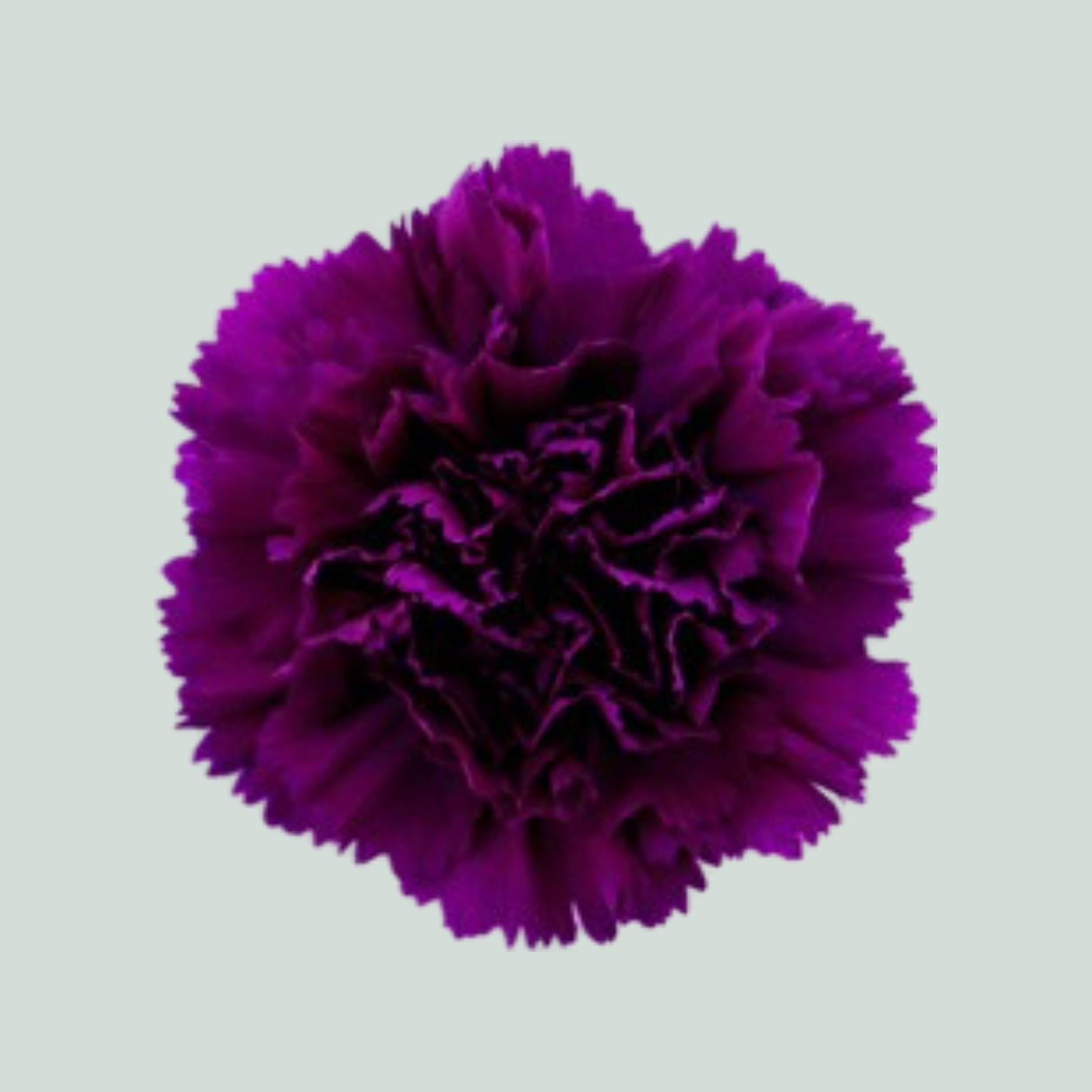 Carnation - Dianthus - Florigene Moontea