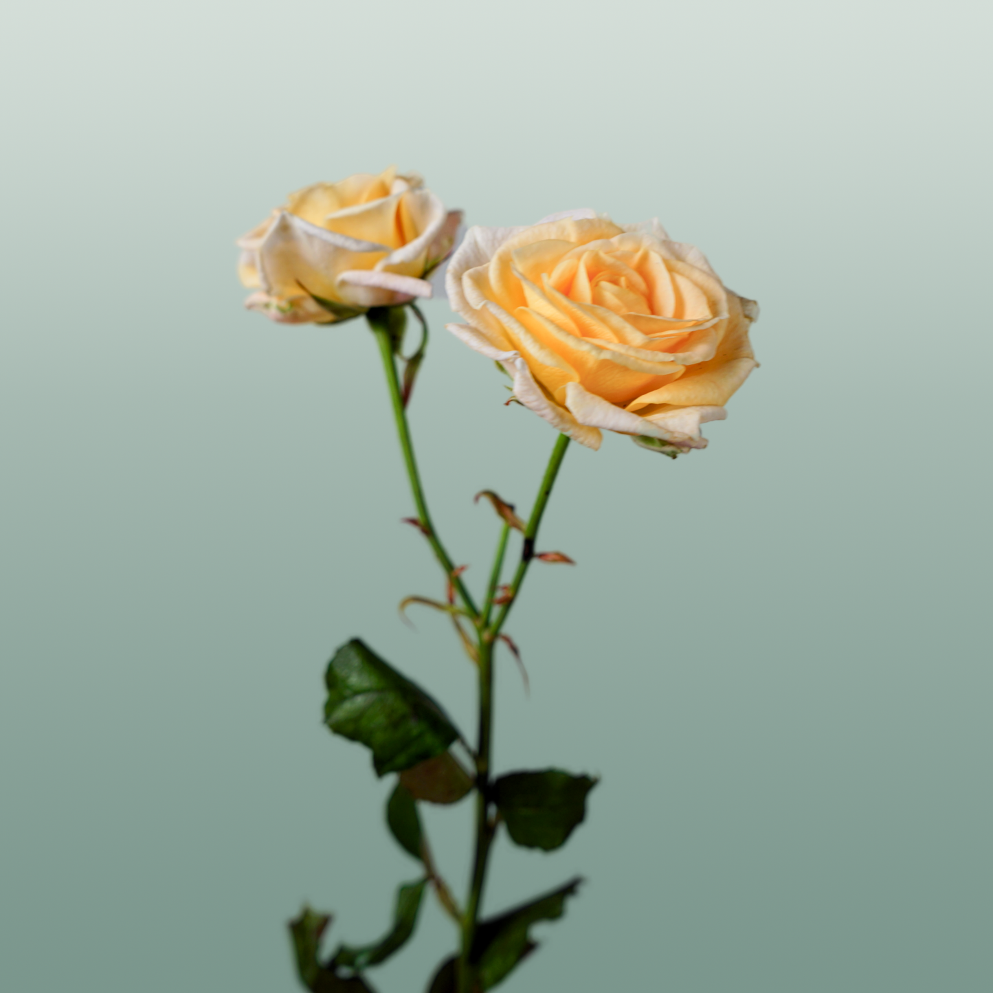 Spray Rose - Rosa - Morning Star
