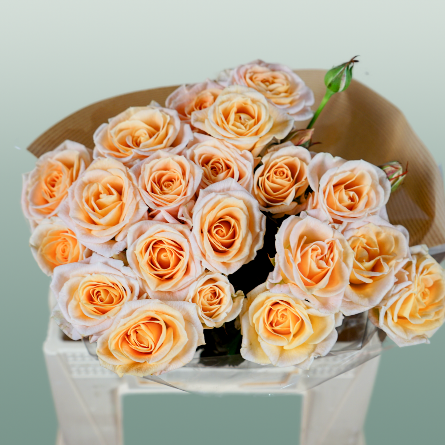 Spray Rose - Rosa - Morning Star