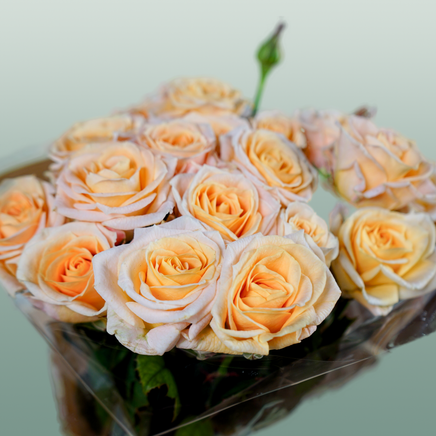 Spray Rose - Rosa - Morning Star