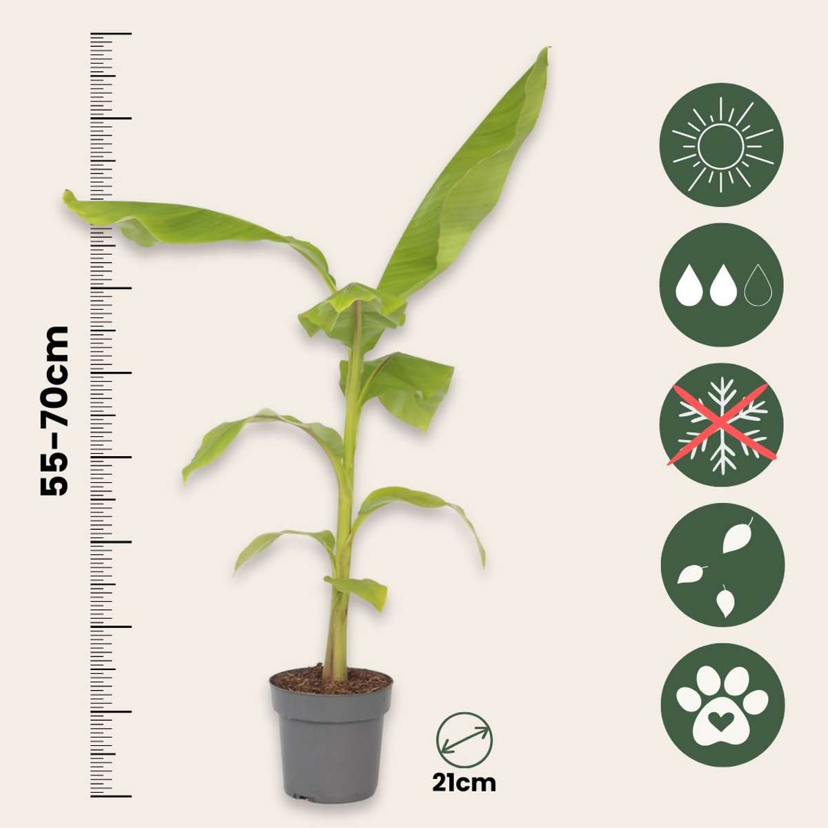 Hardy Banana - Musa basjoo - Height 55-70cm - ⌀21cm