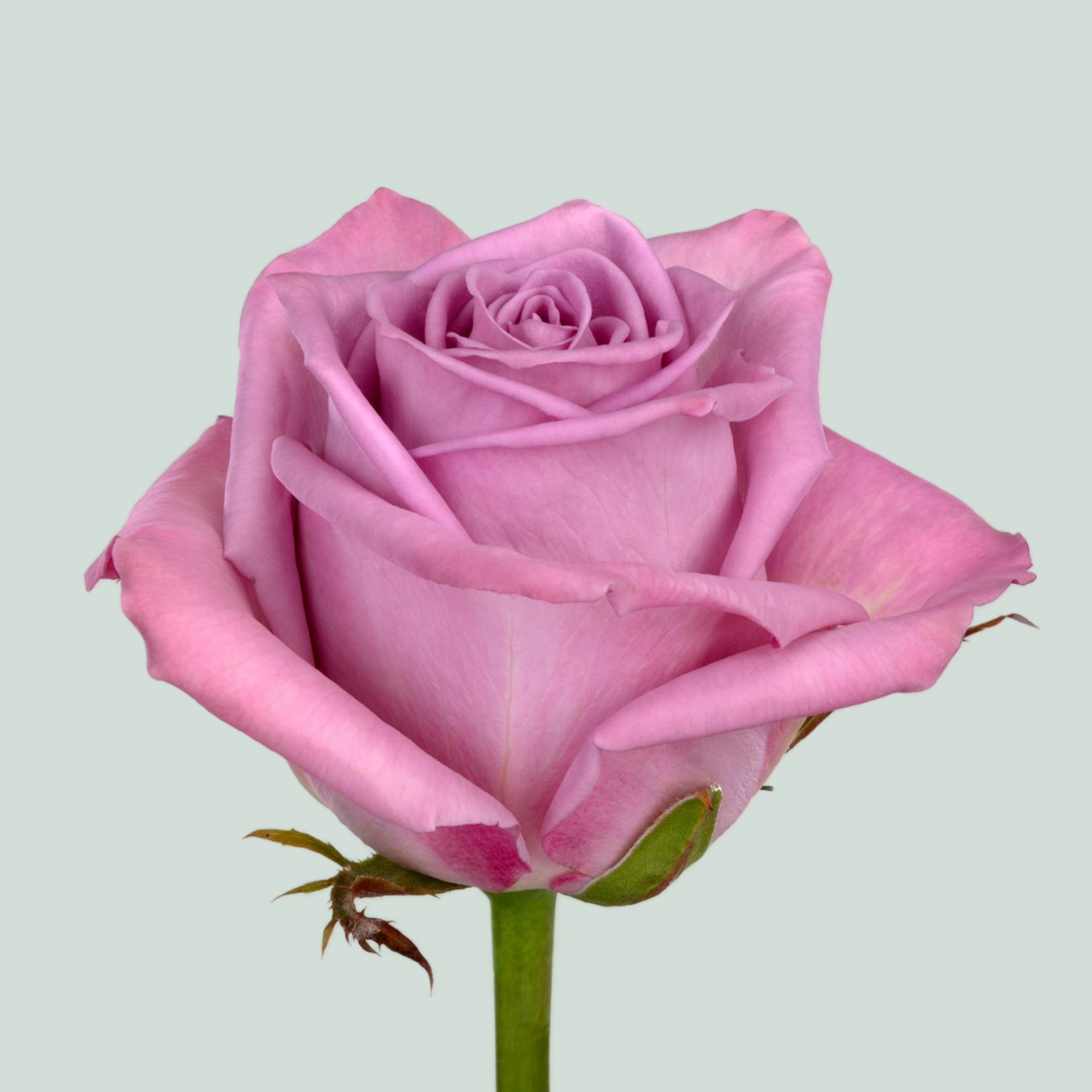 Rose - Rosa - Nayeli