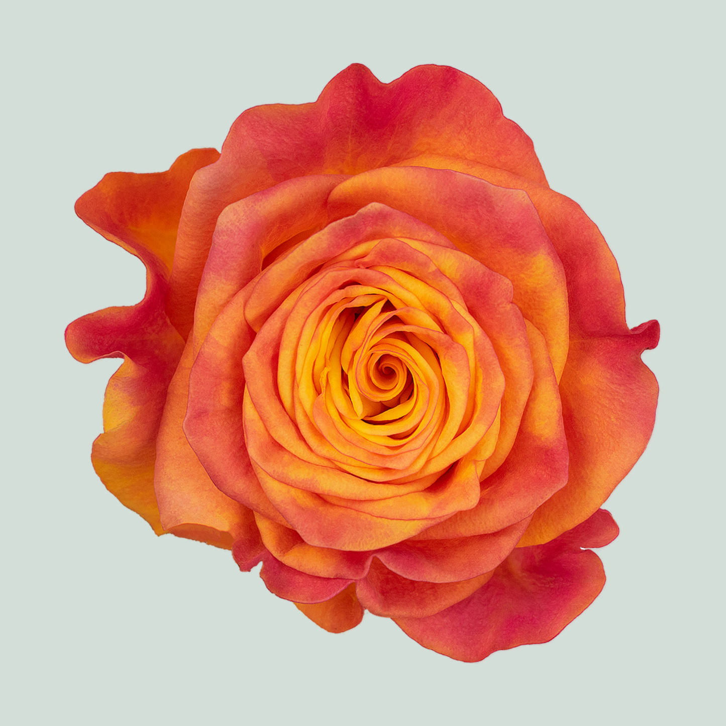 Rose New Horizon