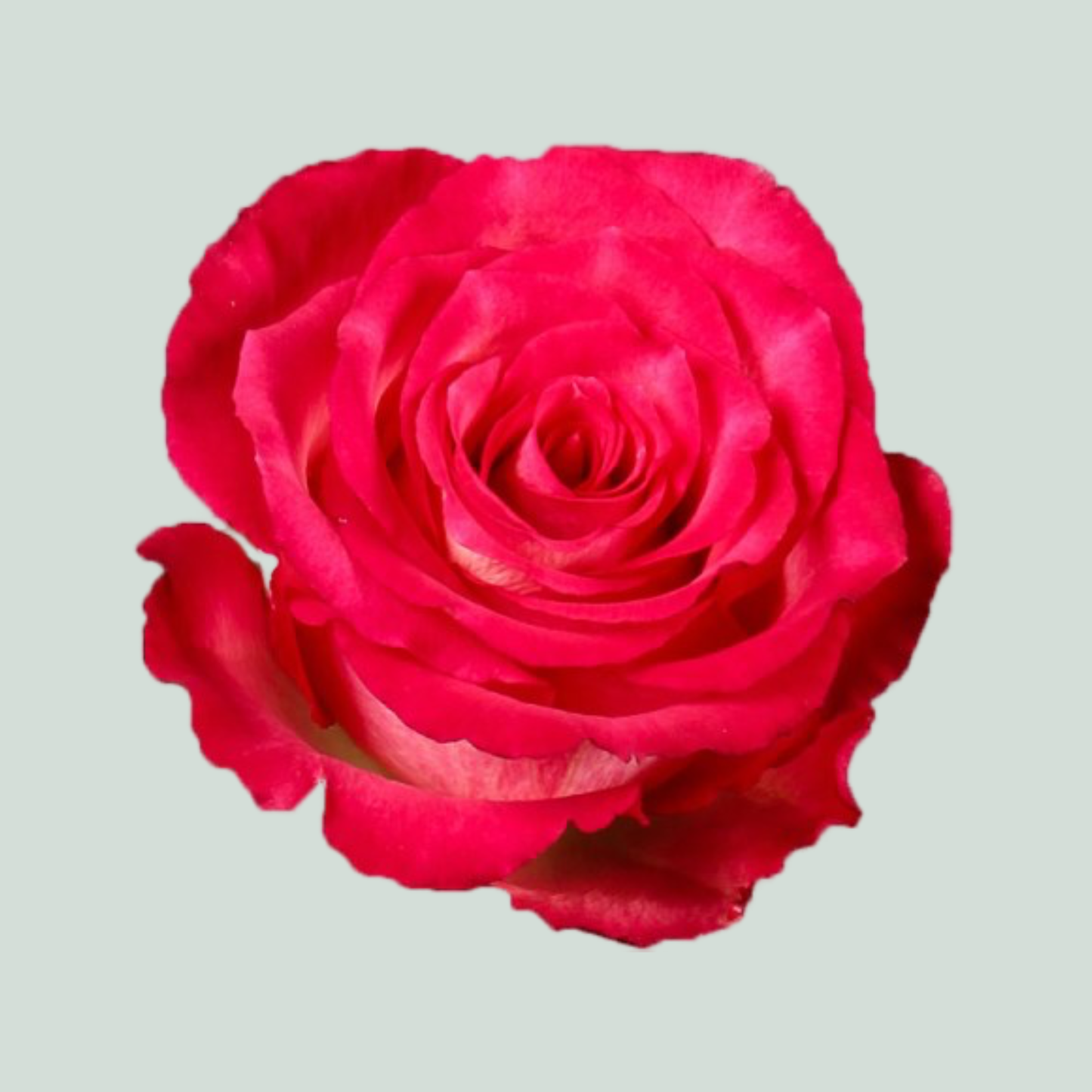 Rose - Rosa - Nicoletta