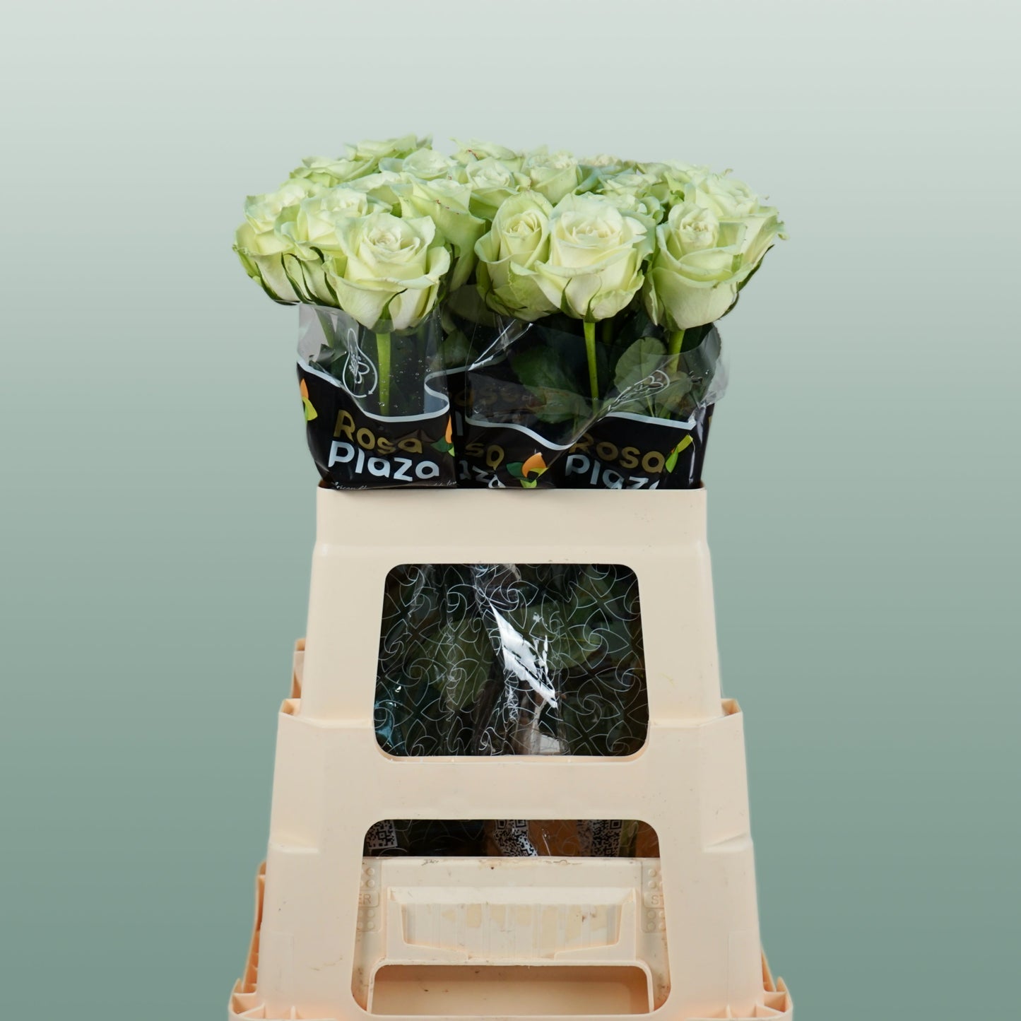 Rose - Rosa - Noëlle