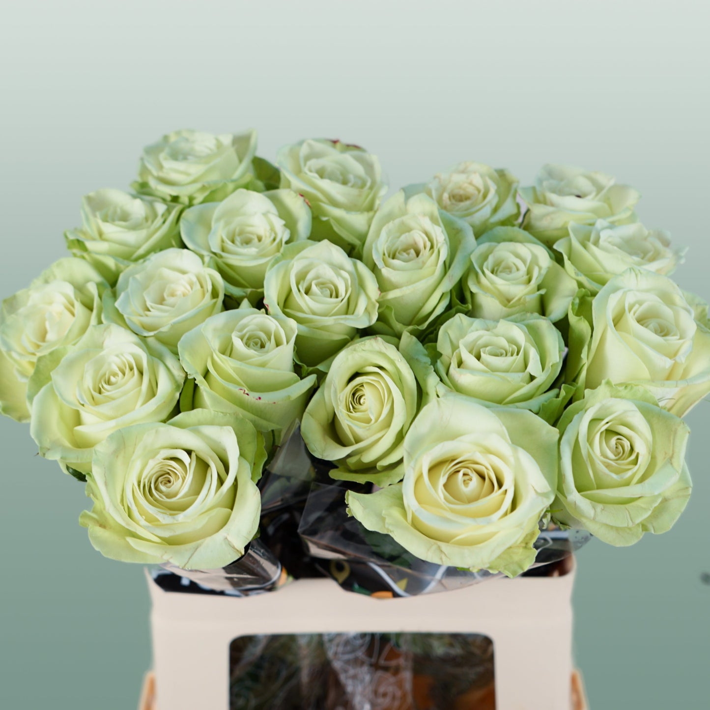 Rose - Rosa - Noëlle