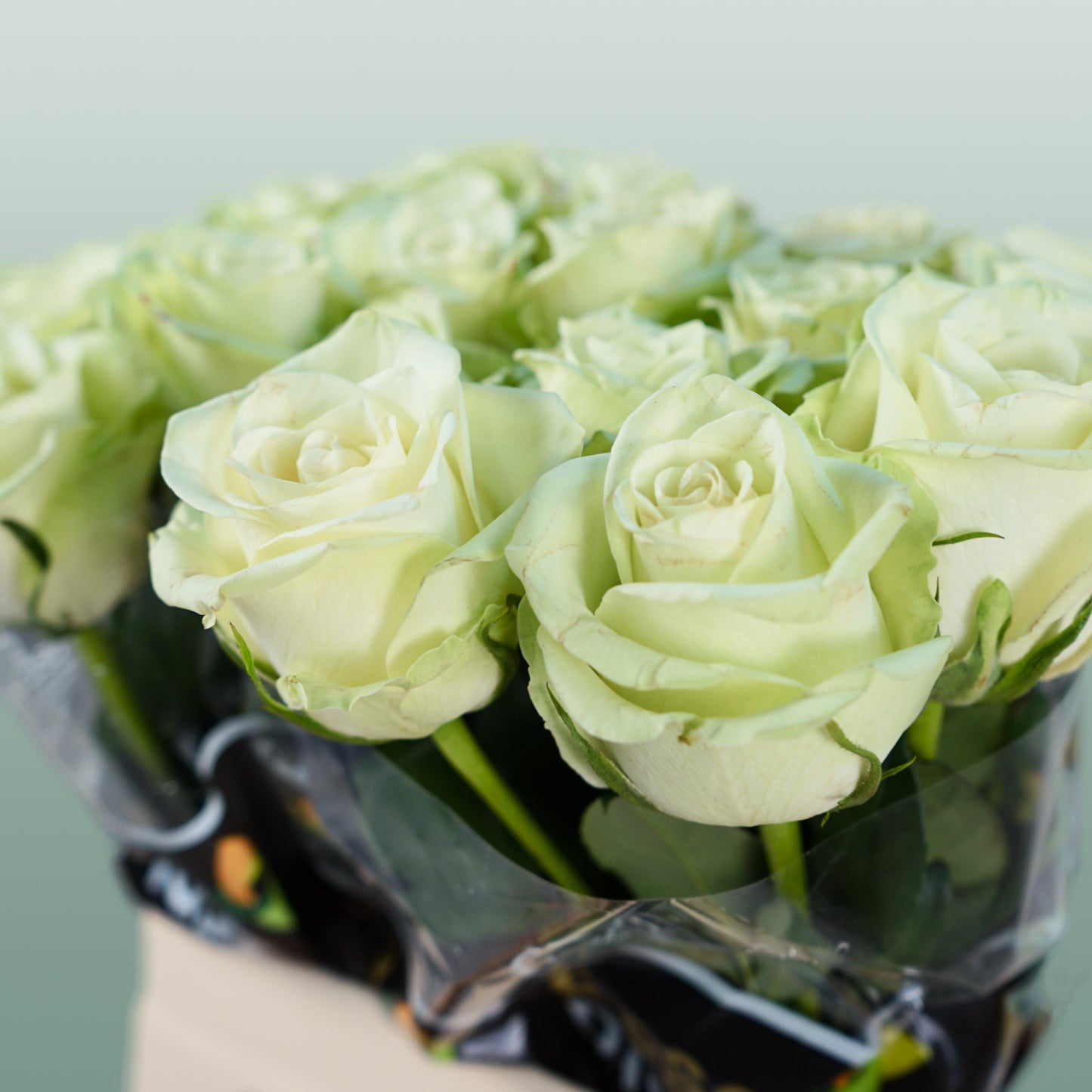 Rose - Rosa - Noëlle