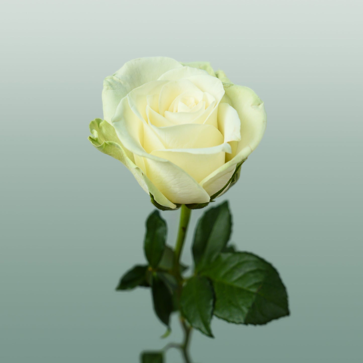 Rose - Rosa - Noëlle