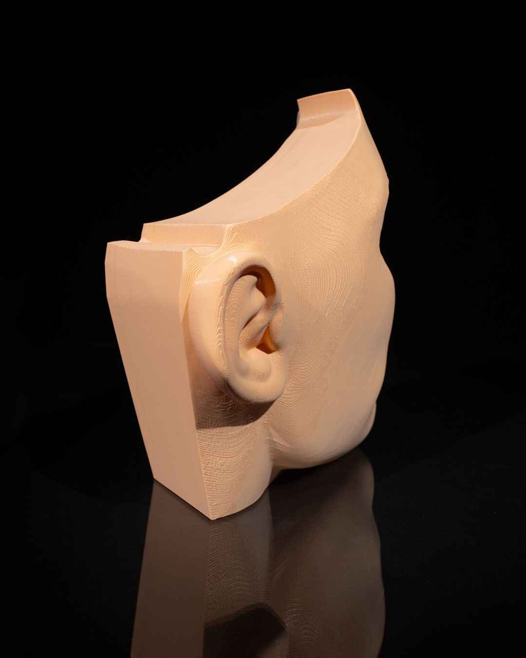 Nose & Sinus educational model