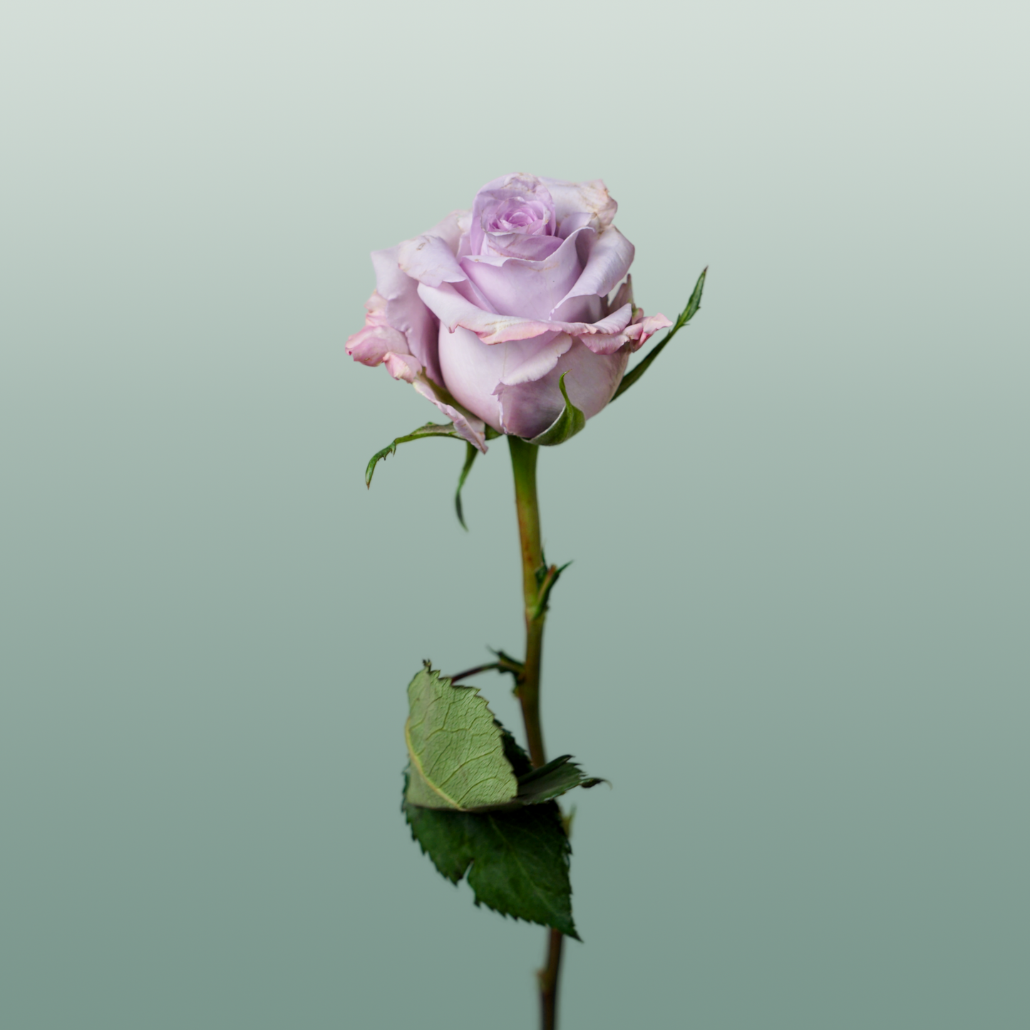 Rose Eq Ocean Song