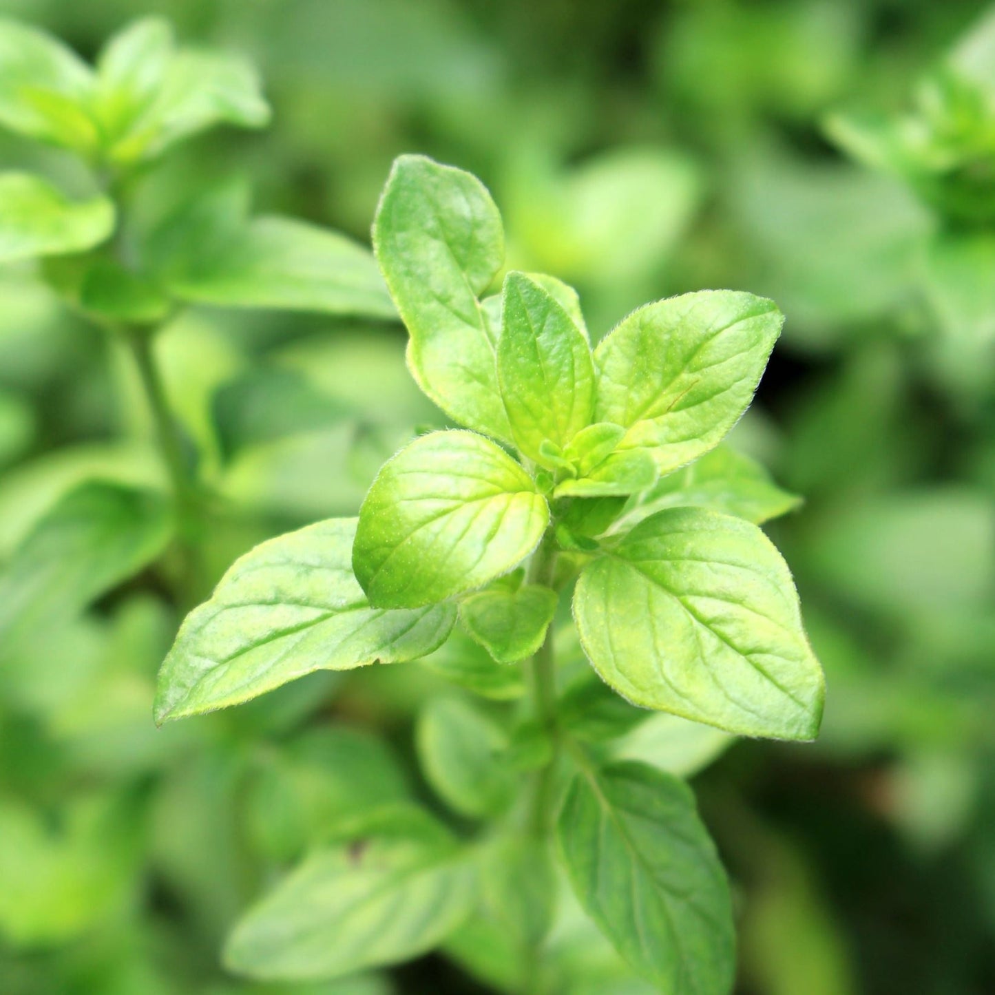 Oregano - Margherita (Herb) 13cm