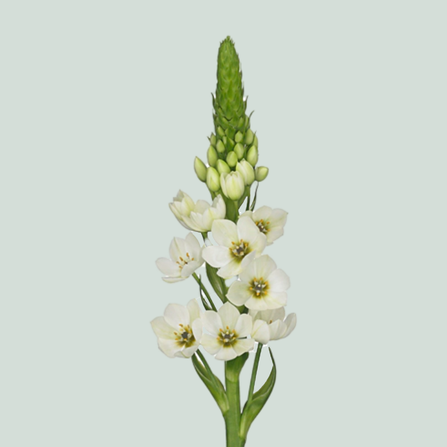 White Ornithogalum ‘Milky Way’ – 40cm Stems
