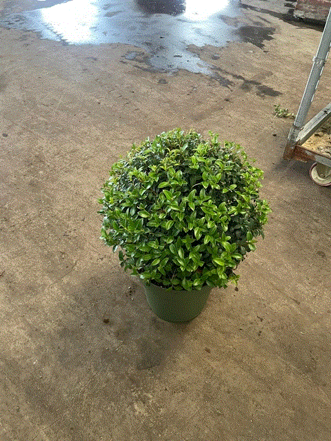 Osmanthus burkwoodii Ball 10L (35-45cm dia.)