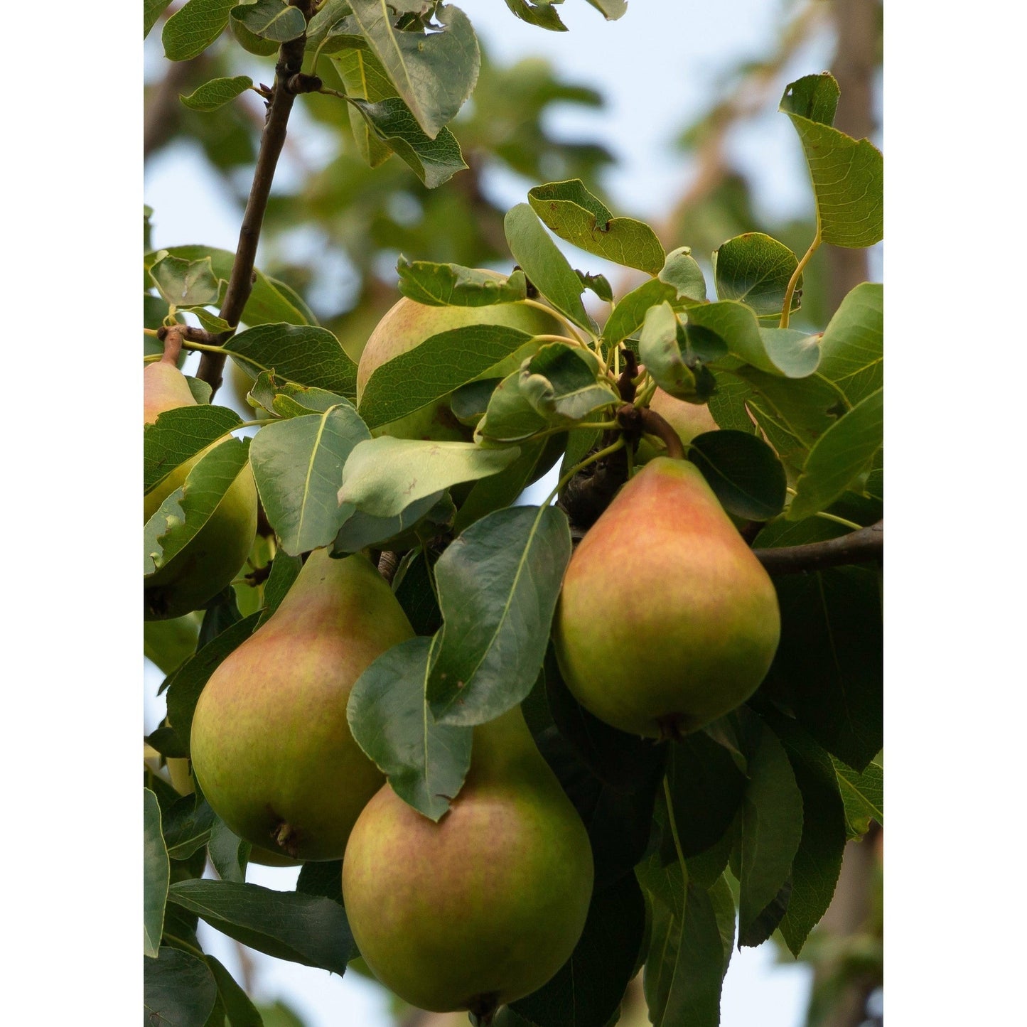 Pyrus communis 'Conference' - Small Pear Tree