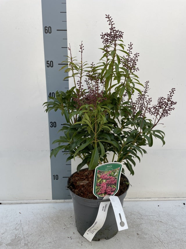Pieris japonica 'Passion' 3L (50-60cm)