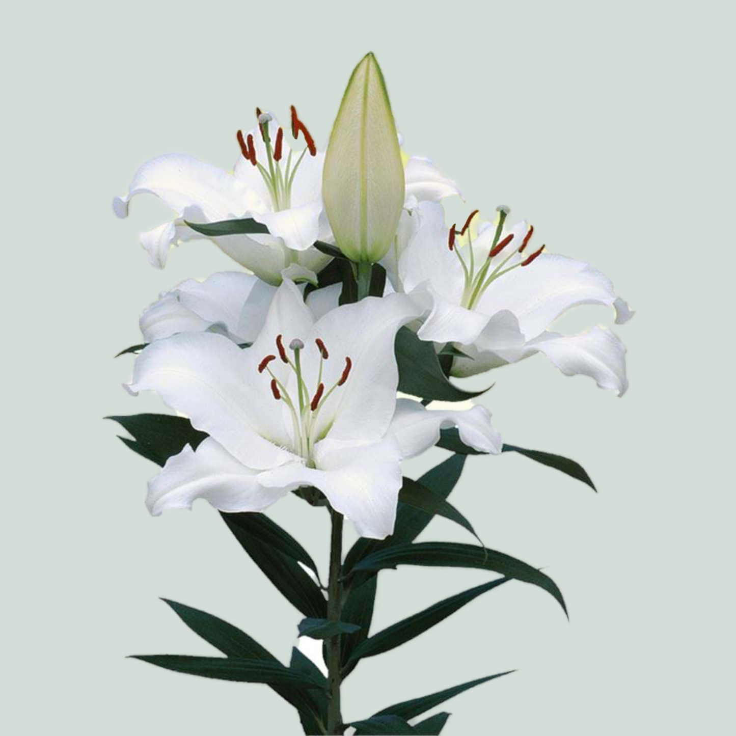 Lily - Lilium - Oriental Group