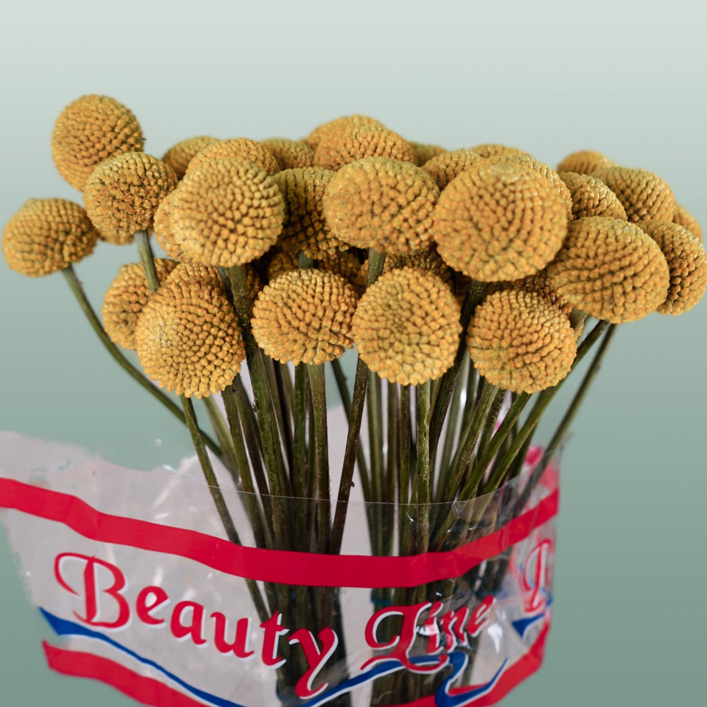 Craspedia Paintball Pop (50 Stems