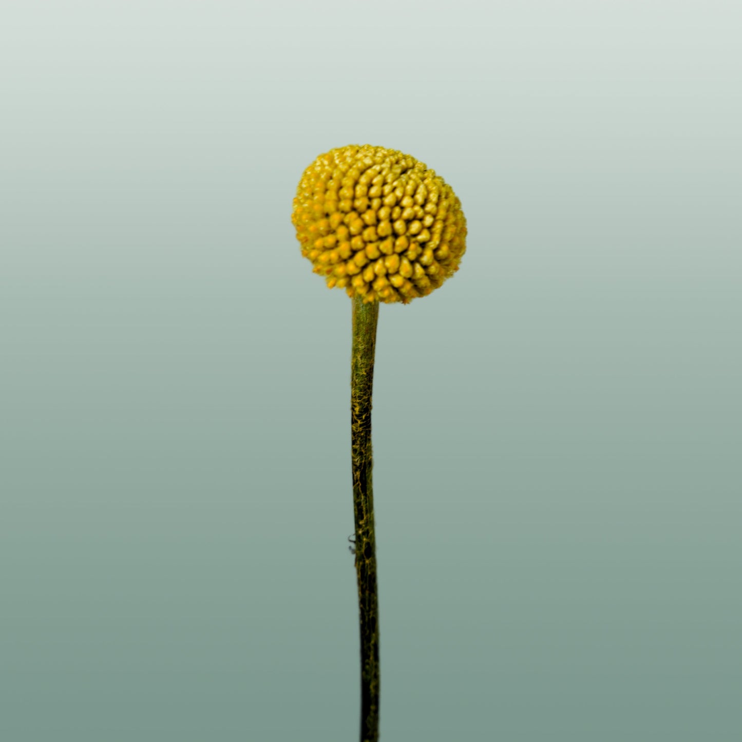 Craspedia Paintball Pop (50 Stems